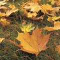 Herbstdekorationen